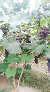 广宗县巨峰葡萄产地直销货源充足价格便宜口感好质量保证