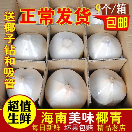 海口 海南椰青新鲜椰子孕妇水果当季热带整箱椰子4/6/9个装青椰