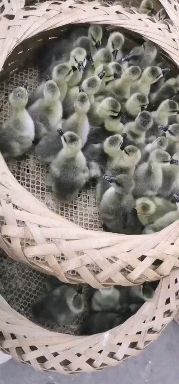 昆明 灰鹅