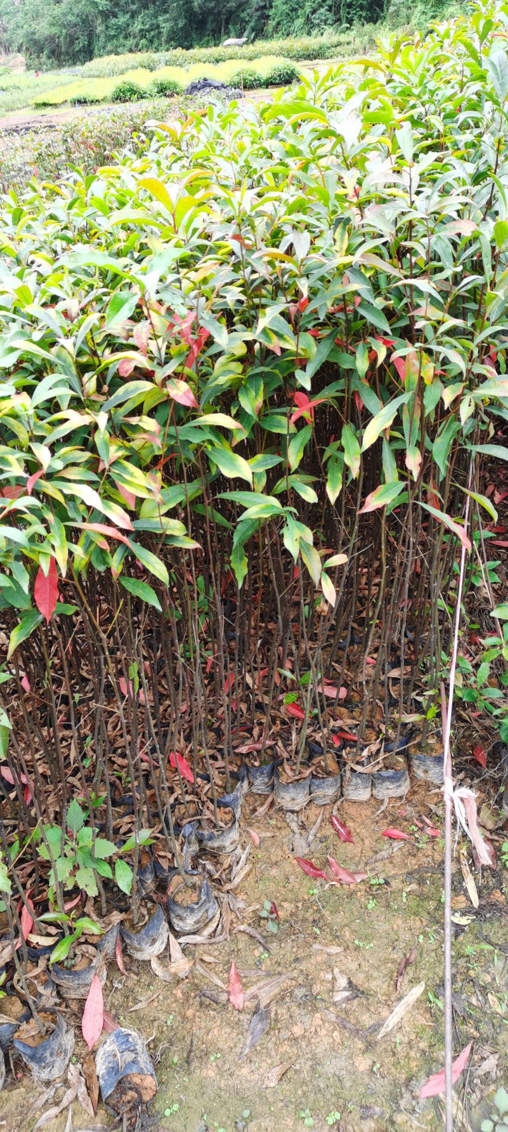 山杜英杯苗40-1米高