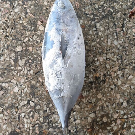 北海 船冻小金枪鱼（血鲛）2斤左右