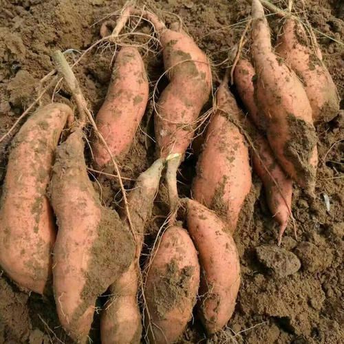 宁阳县龙薯九号 龙薯9号地瓜