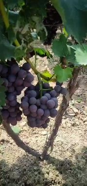 陕西渭南基地直发京亚葡萄  兴化王葡萄大量上市中，口感好，