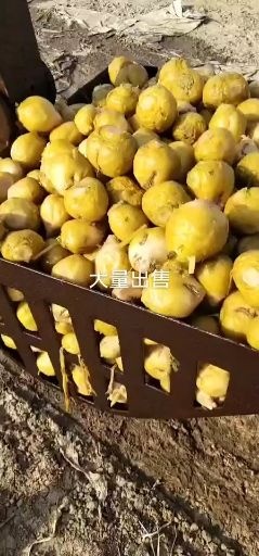 玉田县长年出售咸菜，酸菜。产地源头，质量保证，量大价优。
