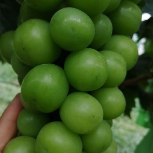 合肥 精品阳光玫瑰葡萄