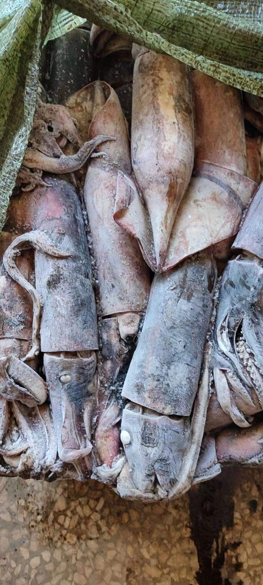 冷冻鱿鱼 北部湾鱿鱼，南海红鱿原料，船冻全规格