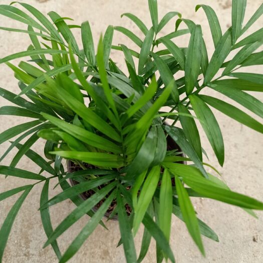 青州市袖珍椰子盆栽 大量出售袖珍椰子
