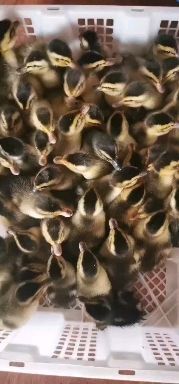 昆明 麻鸭苗