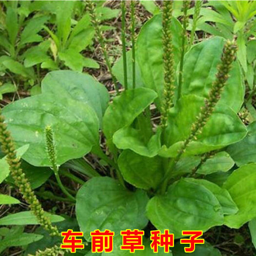 宿迁 车前草种子 食用野菜种籽 中药材车轮菜籽 四季蔬菜种子
