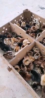 昆明 土鸡苗