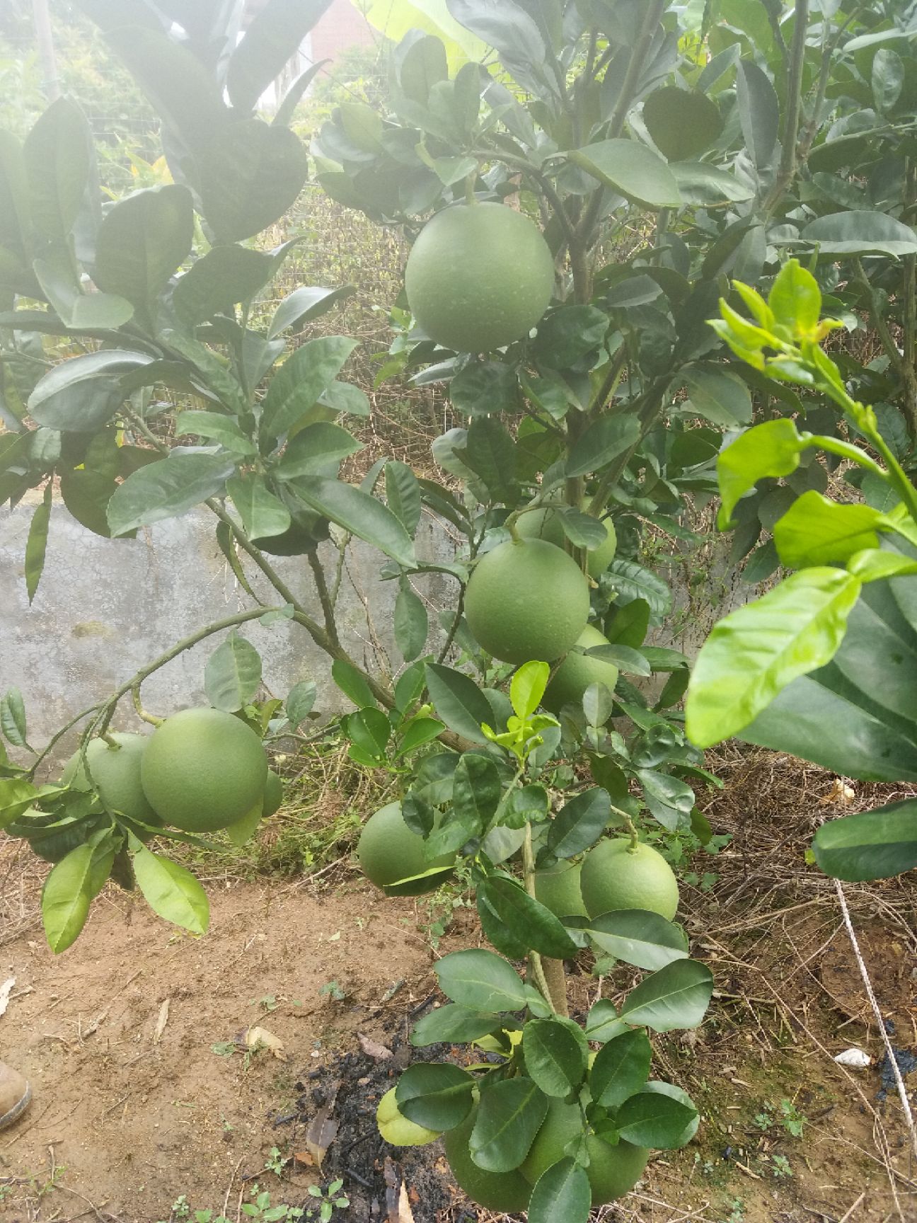 泰国青柚苗 青皮柚果苗