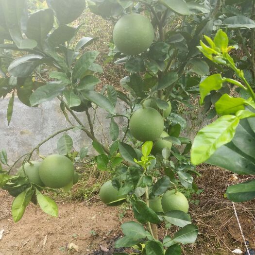 灵山县泰国青柚苗 青皮柚果苗