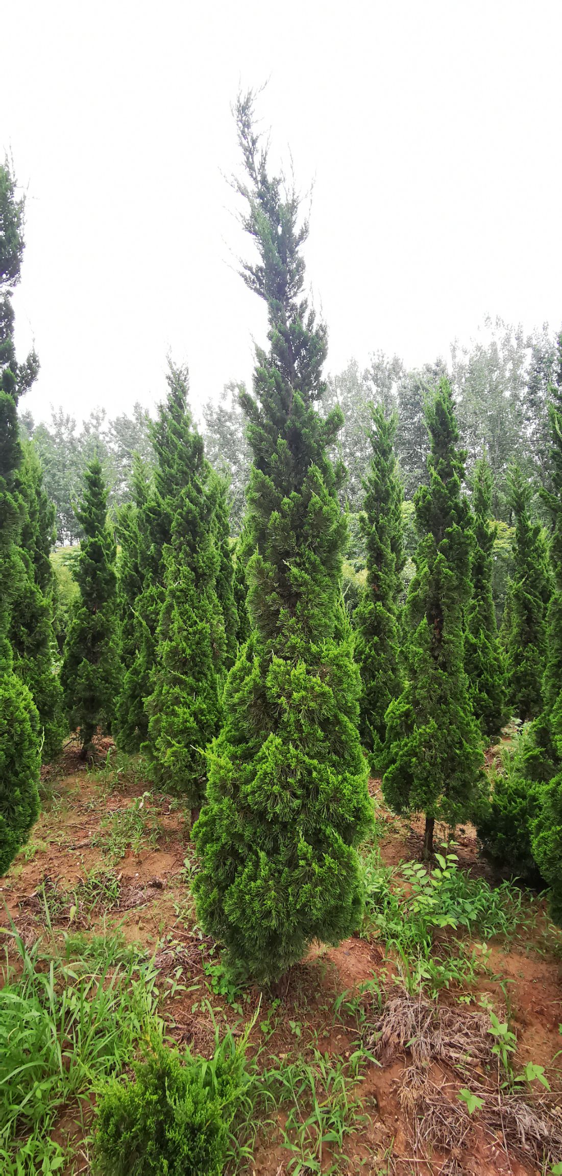  龙柏，圆柏，自己家苗圃价格低规格全