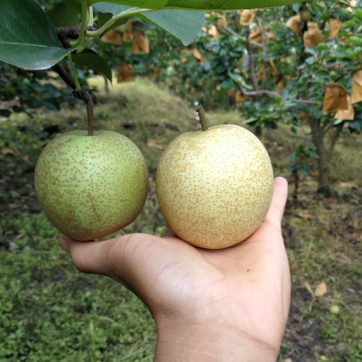 平乐县桂花梨 山地果，更清甜，套袋果，青果