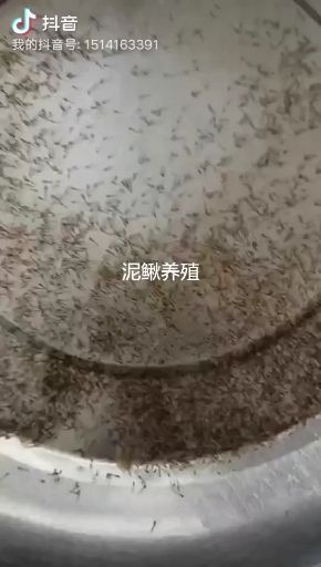  泥鳅养殖，泥鳅苗，泥鳅