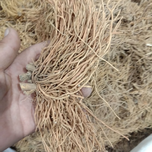 亳州白薇