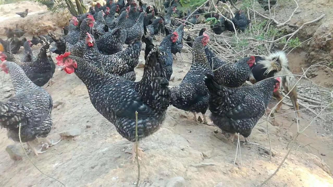 纯正黑芦花鸡苗 金芦花鸡苗 包疫苗包路损保质量 量大从优