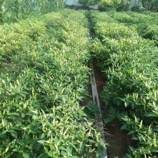 郸城县 河南白米椒新鲜辣椒特辣朝天椒泡椒鸡爪泡椒小个白辣椒泡酸野山椒