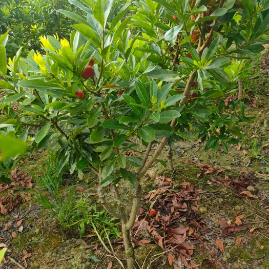 靖州县荸荠杨梅种苗