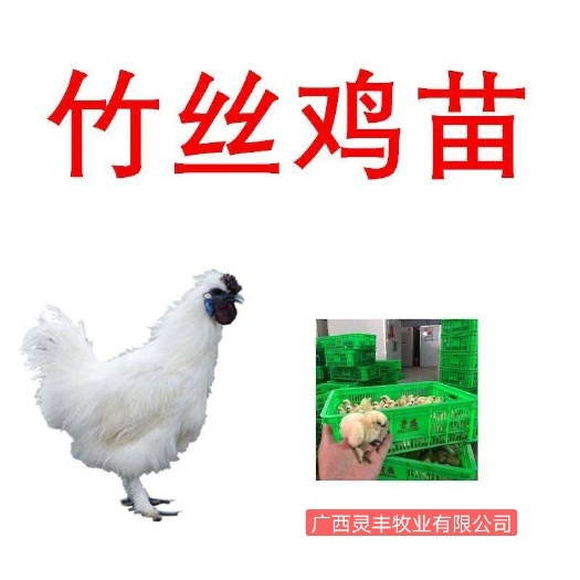 南宁 纯正竹丝鸡苗 白羽乌骨鸡苗 包疫苗包路损 量大从优。