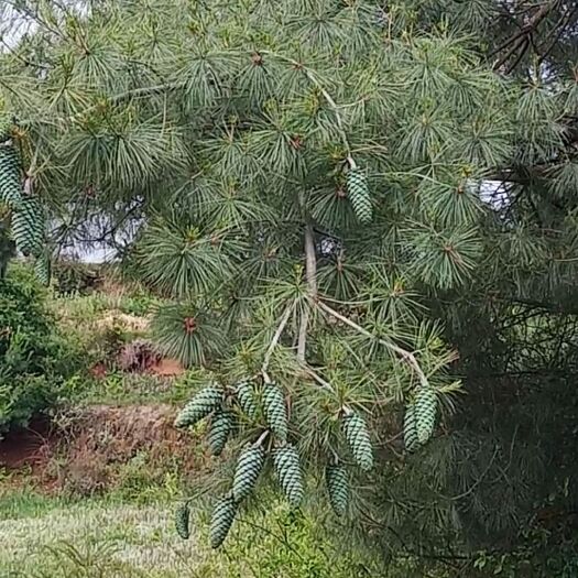 巧家县 云南高山松子