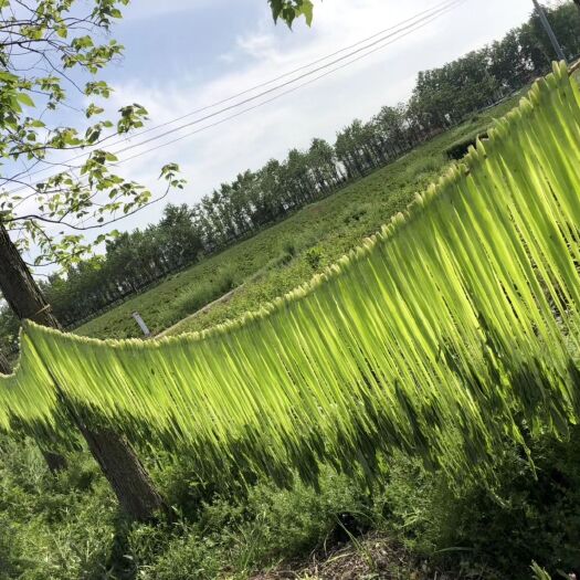亳州贡菜干  安徽义门贡菜种植产地