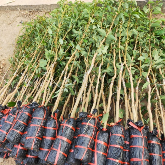 灵山县无核荔枝苗 不各种各样的果树苗都有哦，自己种上几棵挂果了，吃新鲜的它香吗