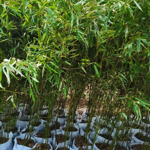 沭阳县青皮竹苗 刚竹，刚种苗，刚竹基地，大量供货