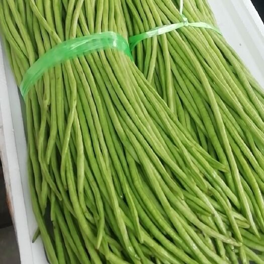 长沙县 长豆角豇豆长沙海吉星专业-代销
