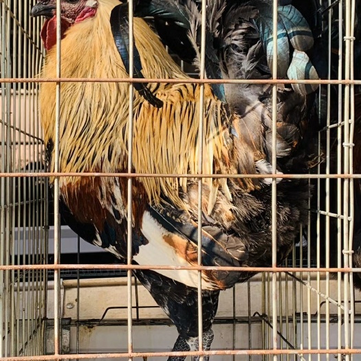 昆明土鸡苗 云南无量山土鸡
