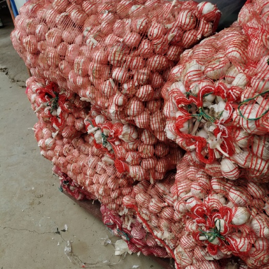 夏邑县 河南精品大蒜