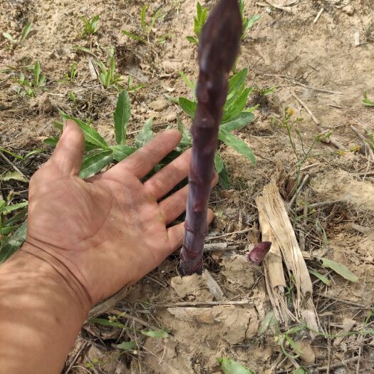 曹县芦笋根  紫色水果芦笋可以生吃紫色芦笋苗