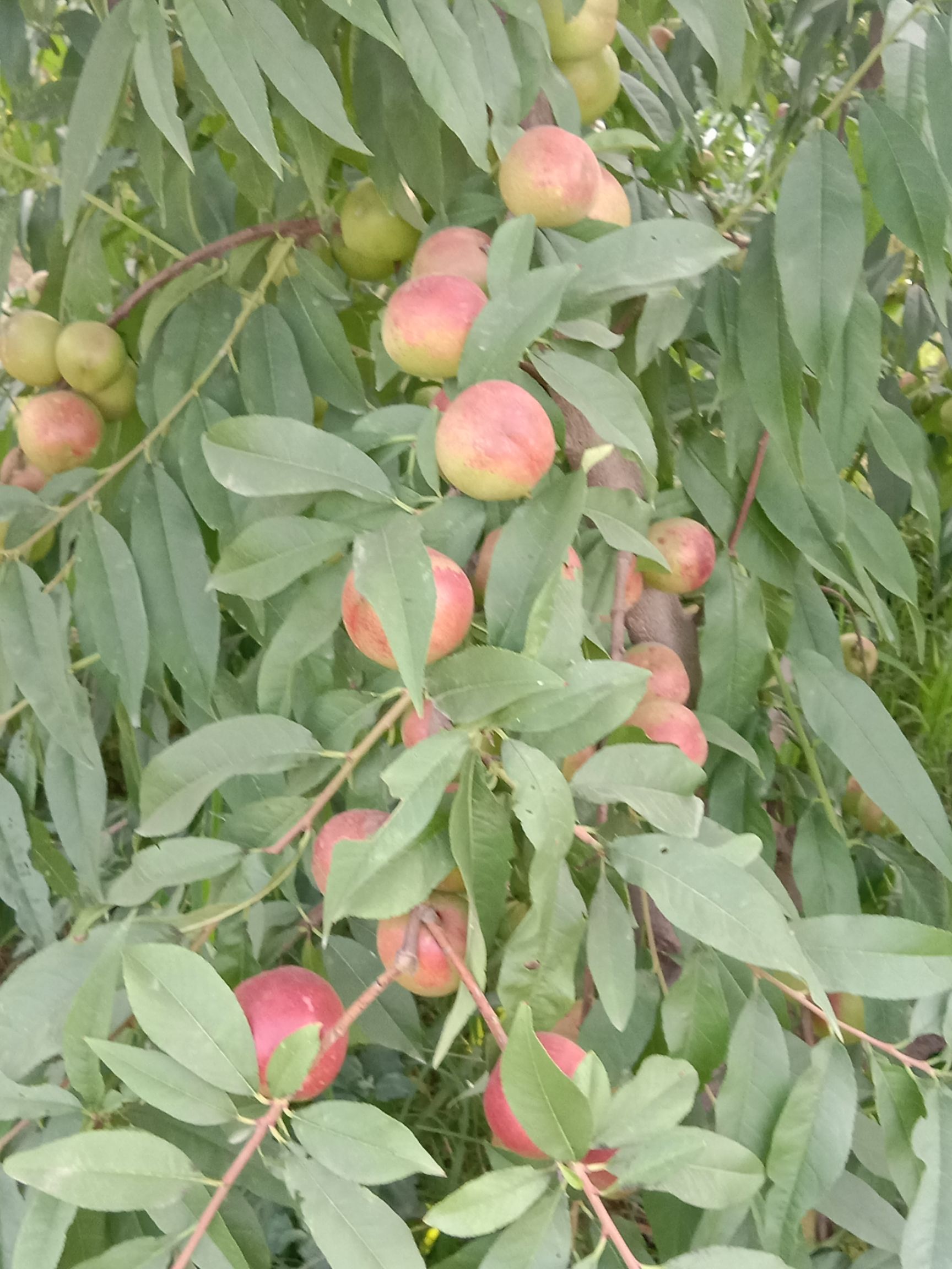 珍珠枣油桃  山西运城，珍珠油桃