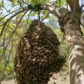 中华蜂300箱需要卖岀，带王卖，自提不发快递