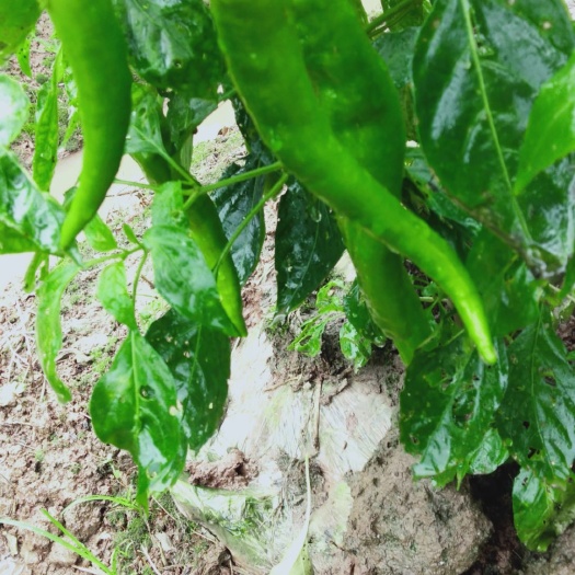 常德湘研15号辣椒 中辣