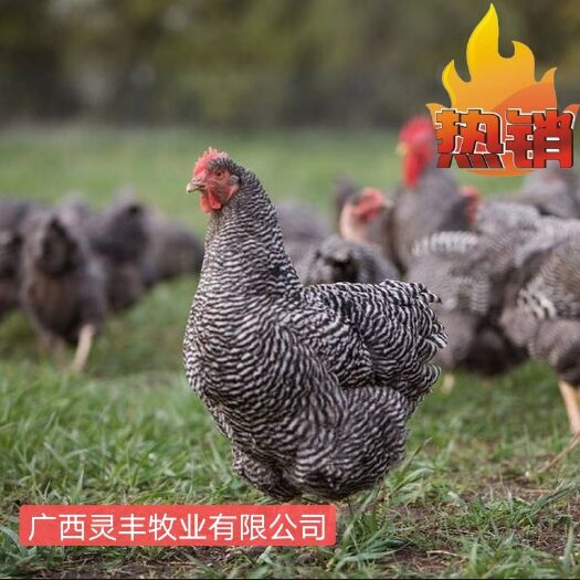 南宁 纯正黑芦花鸡苗 金芦花鸡苗 包疫苗包路损保质量 量大从优