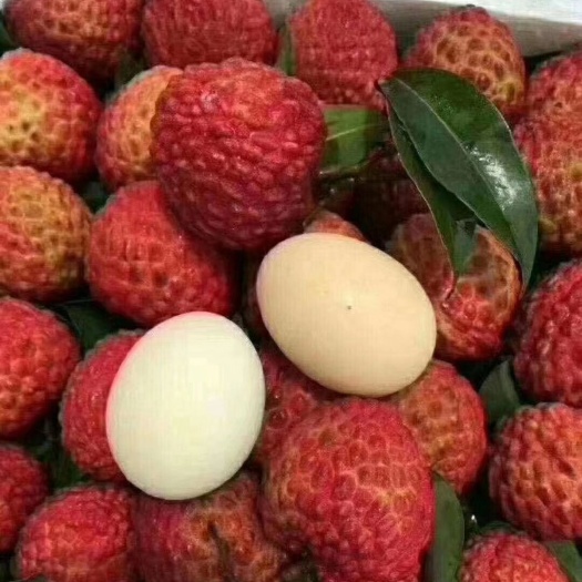 灵山县荔枝王苗 荔枝王  个头大  甜度足