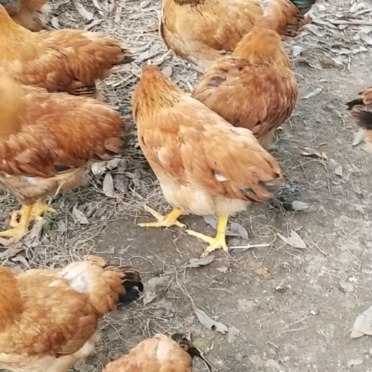 南宁 阉鸡苗
