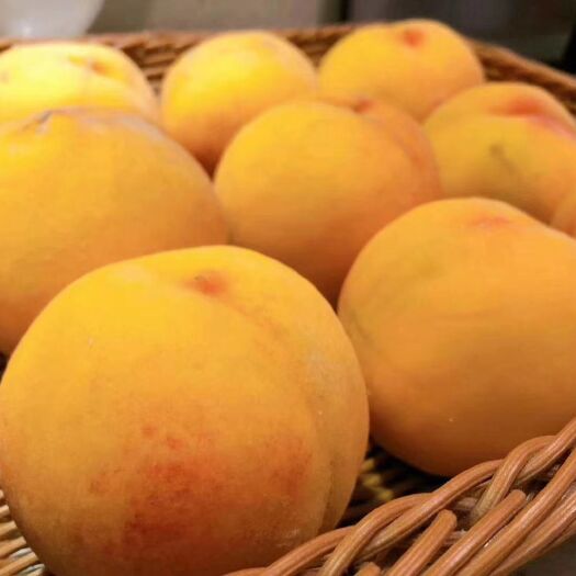 砀山县黄桃83 55mm以上 3 - 4两