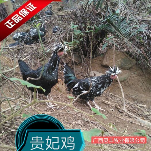 南宁纯正贵妃鸡苗 包疫苗包路损 量大从优 实体商家销售