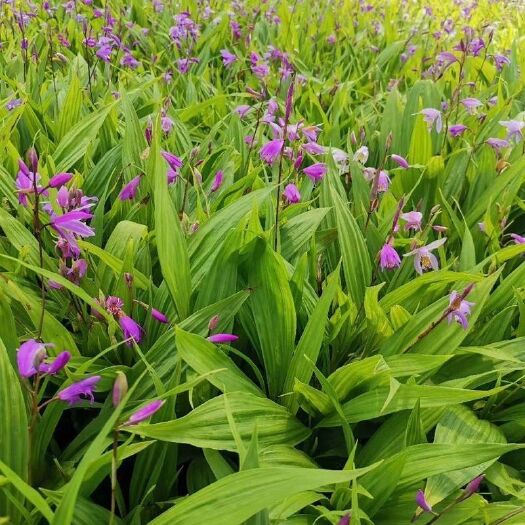 咸宁白及 紫花三叉白芨种苗