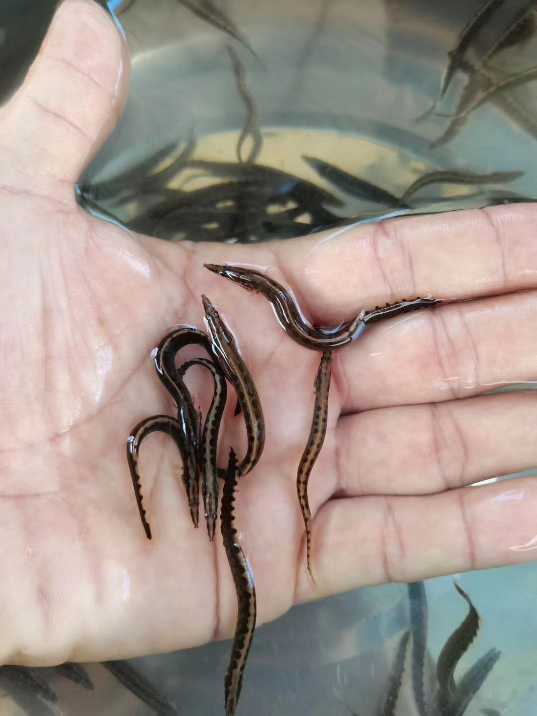 泥鳅苗  中华刺鳅苗  刀鳅鱼苗  芝麻锯苗  刺鳅苗