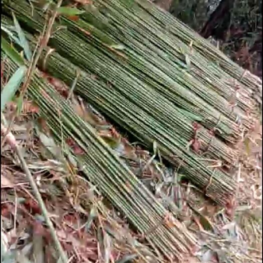 宁远县厘竹，沙白竹