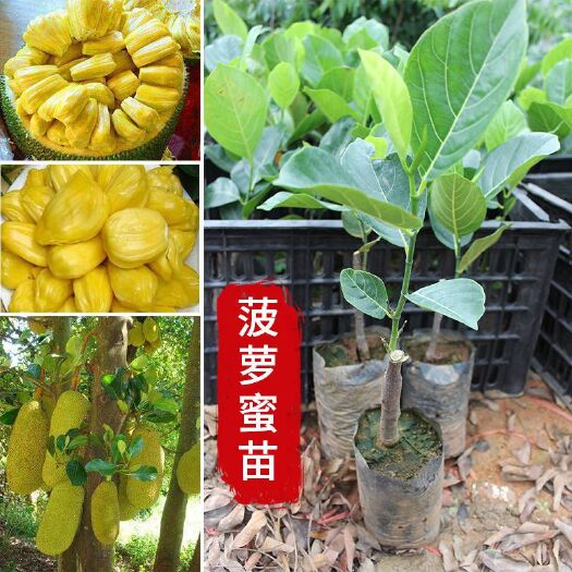 容县 菠萝蜜苗马来西亚一号黄肉菠萝蜜基地直销