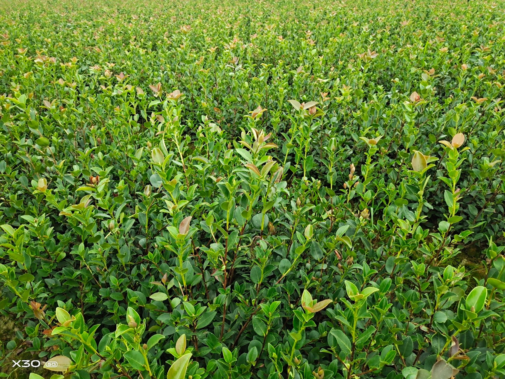 长林系列油茶  长林系列嫁接油茶苗