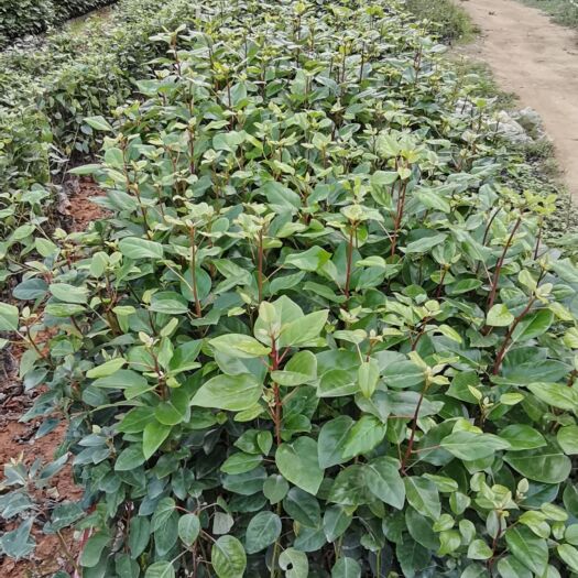 广州红花荷30-80公分高
