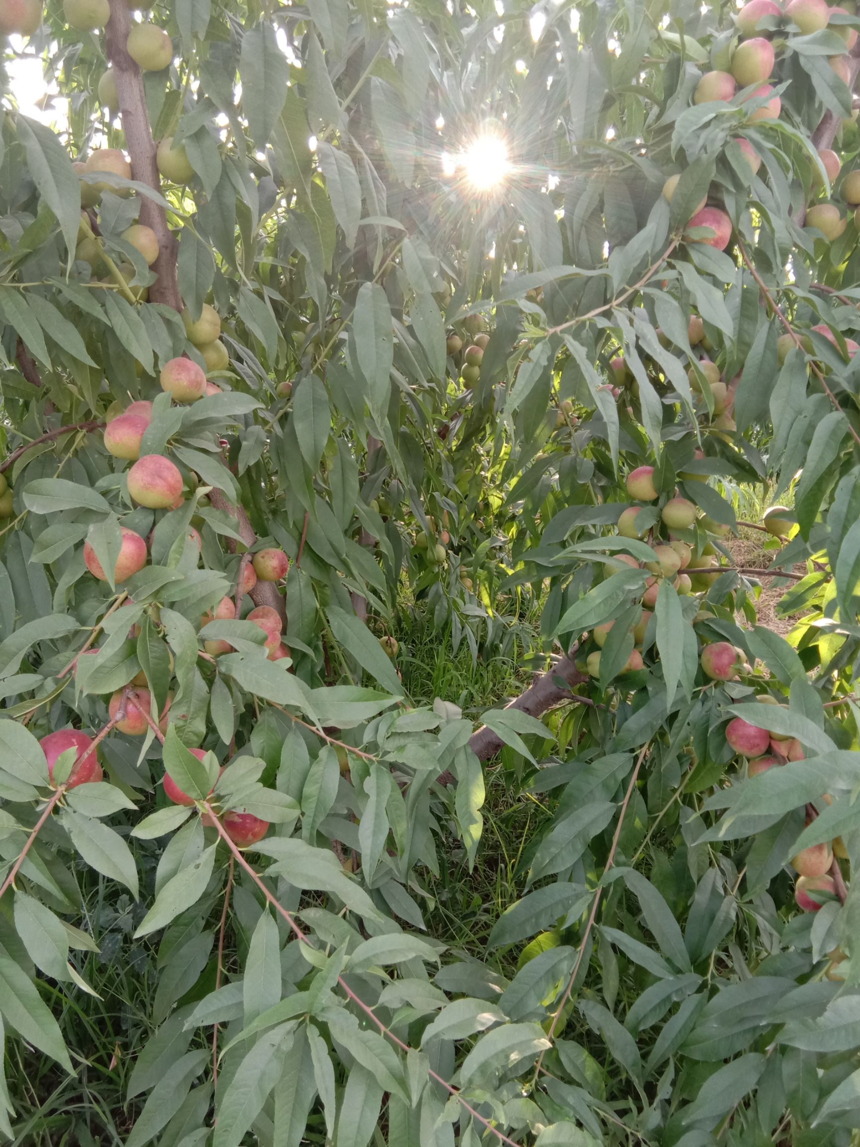 珍珠枣油桃  山西运城，珍珠油桃