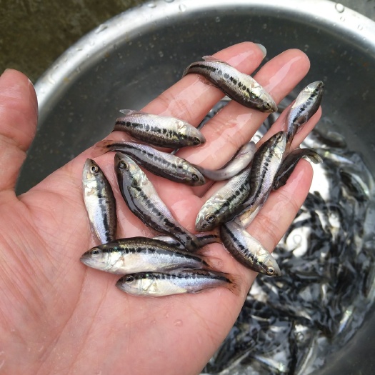 泸州【鲈鱼苗】加州鲈鱼苗经驯化，质量保证