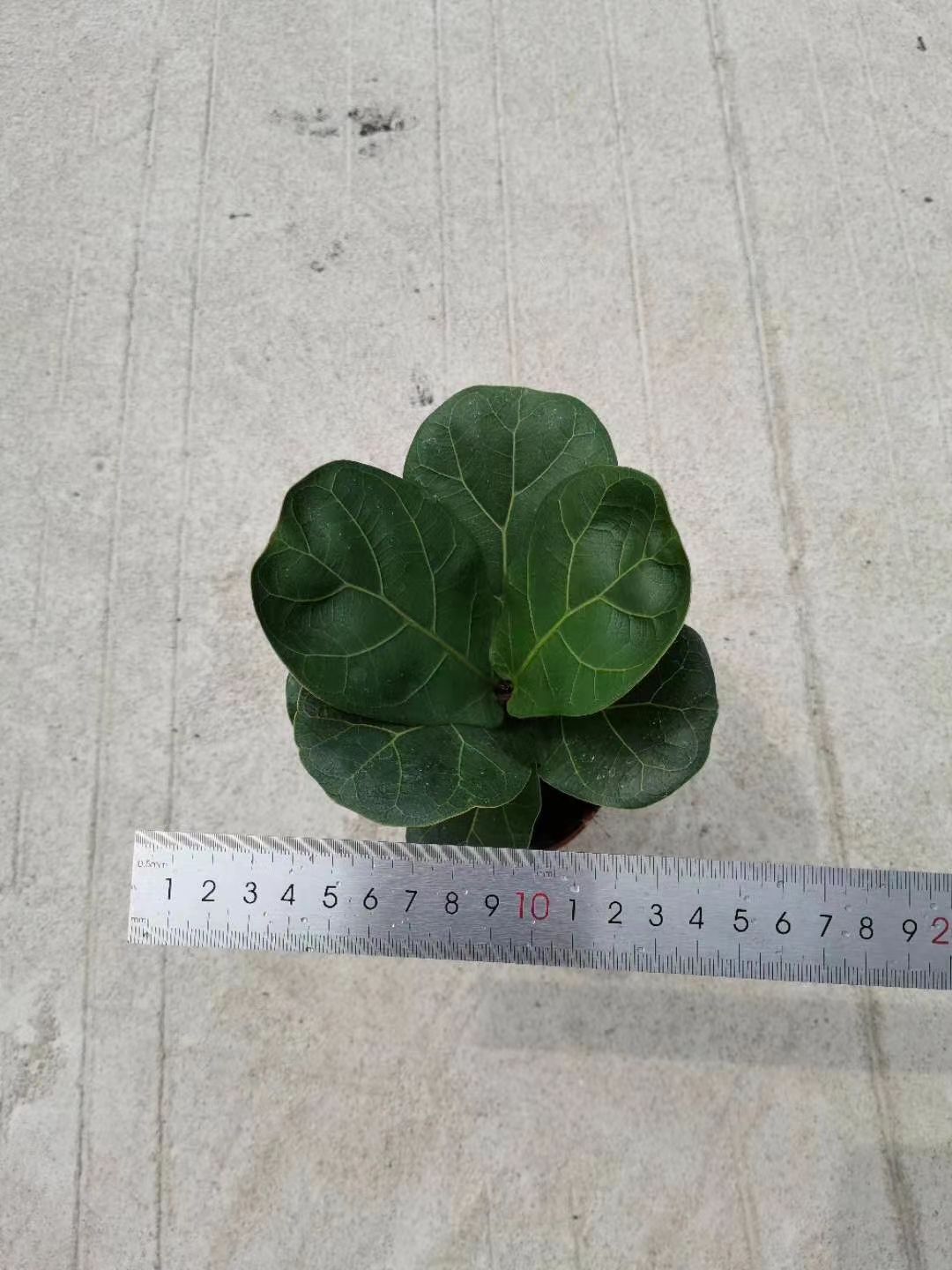 琴叶榕盆栽 芭比榕（琴叶榕）90杯小盆栽 基地直销 物美价廉