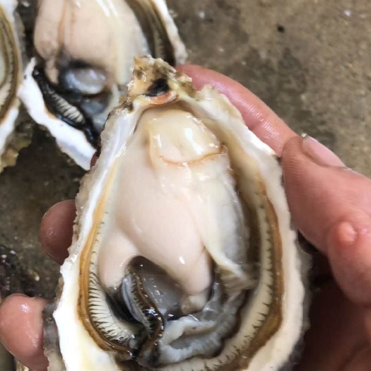 饶平县 烧烤生蚝牡蛎全国各地可发货